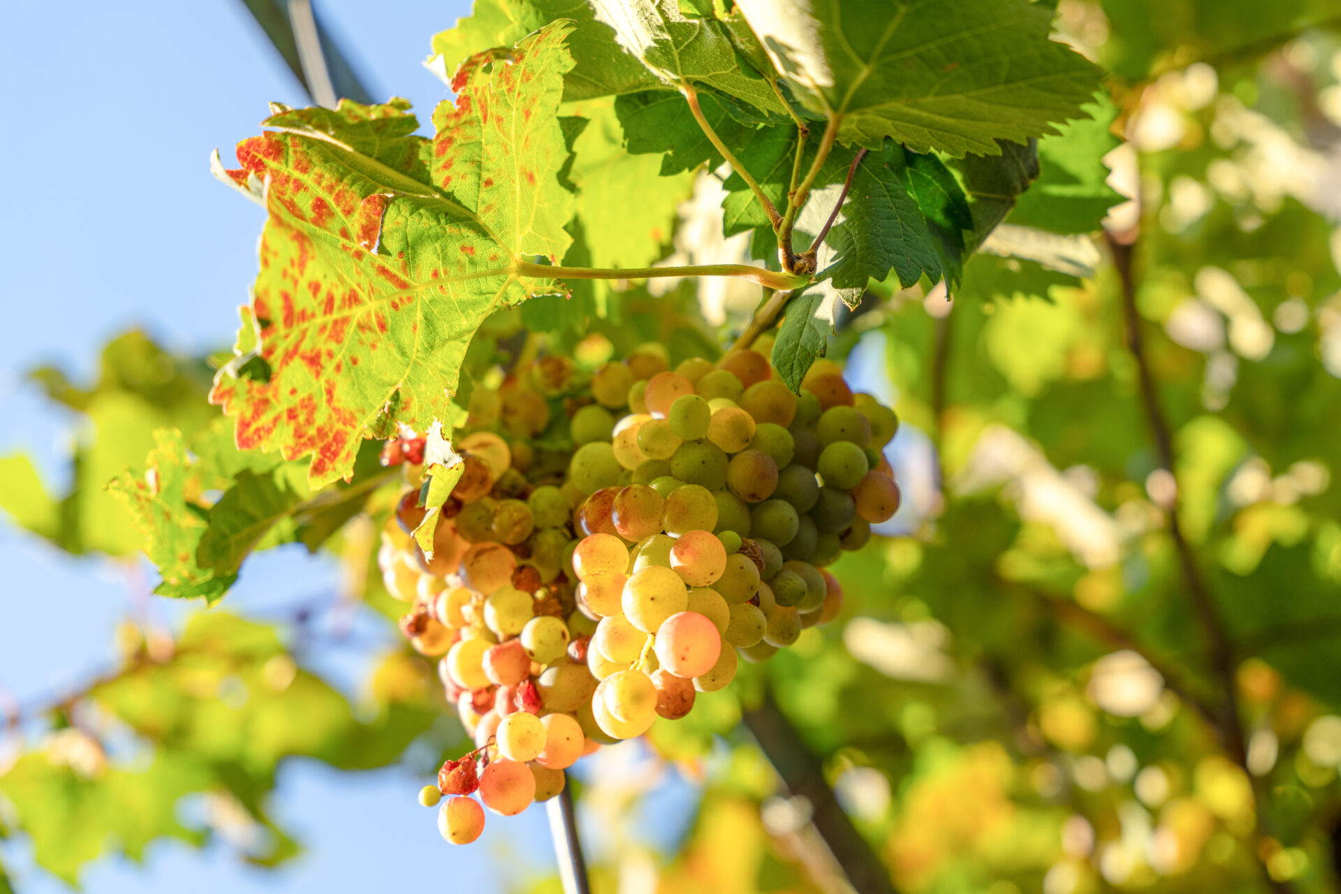 Golden ripe grape cluster on vine with green leaf against bright blue sky, autumn harvest vineyard sunshine concept.